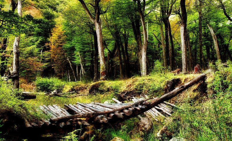 Abandoned log bridge in forest