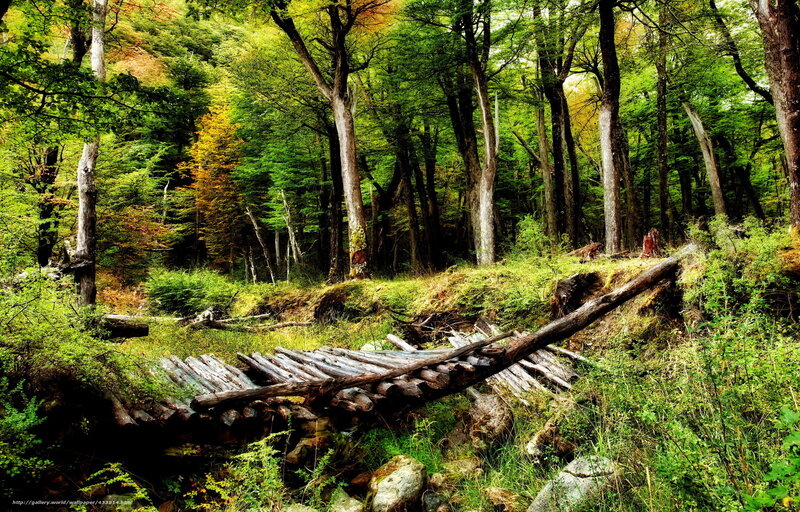 Abandoned Log Bridge