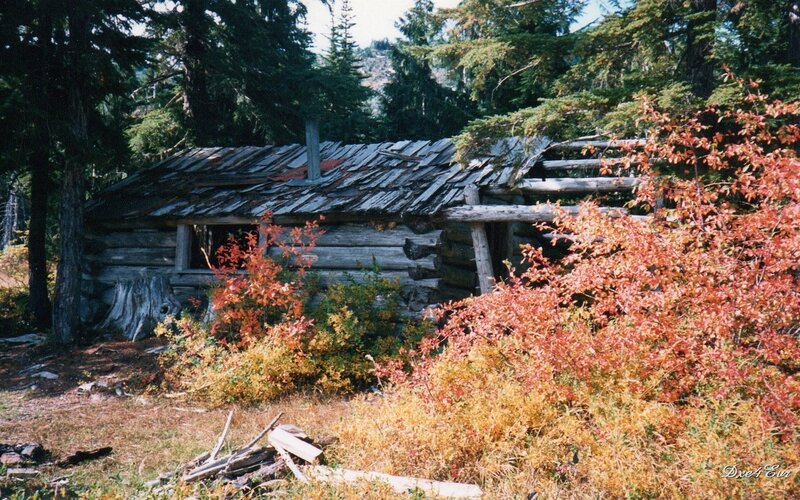 Abandoned Log Cabin — Green, Secluded