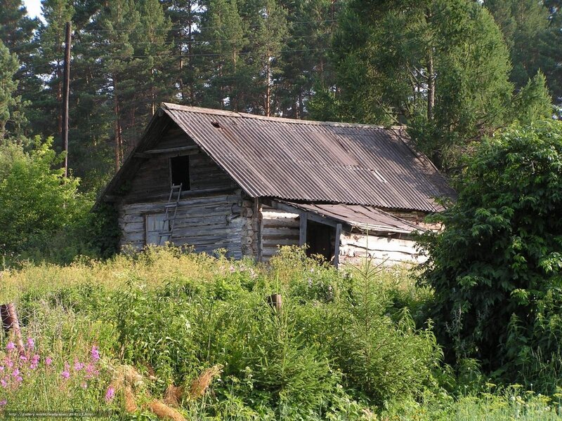 Abandoned Log Cabin — Green, Serene, Afternoon