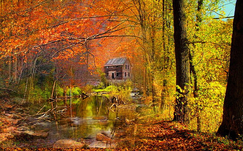 Abandoned Mill in Forest