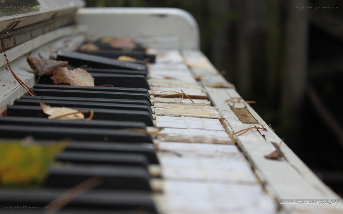 abandoned piano with leaves