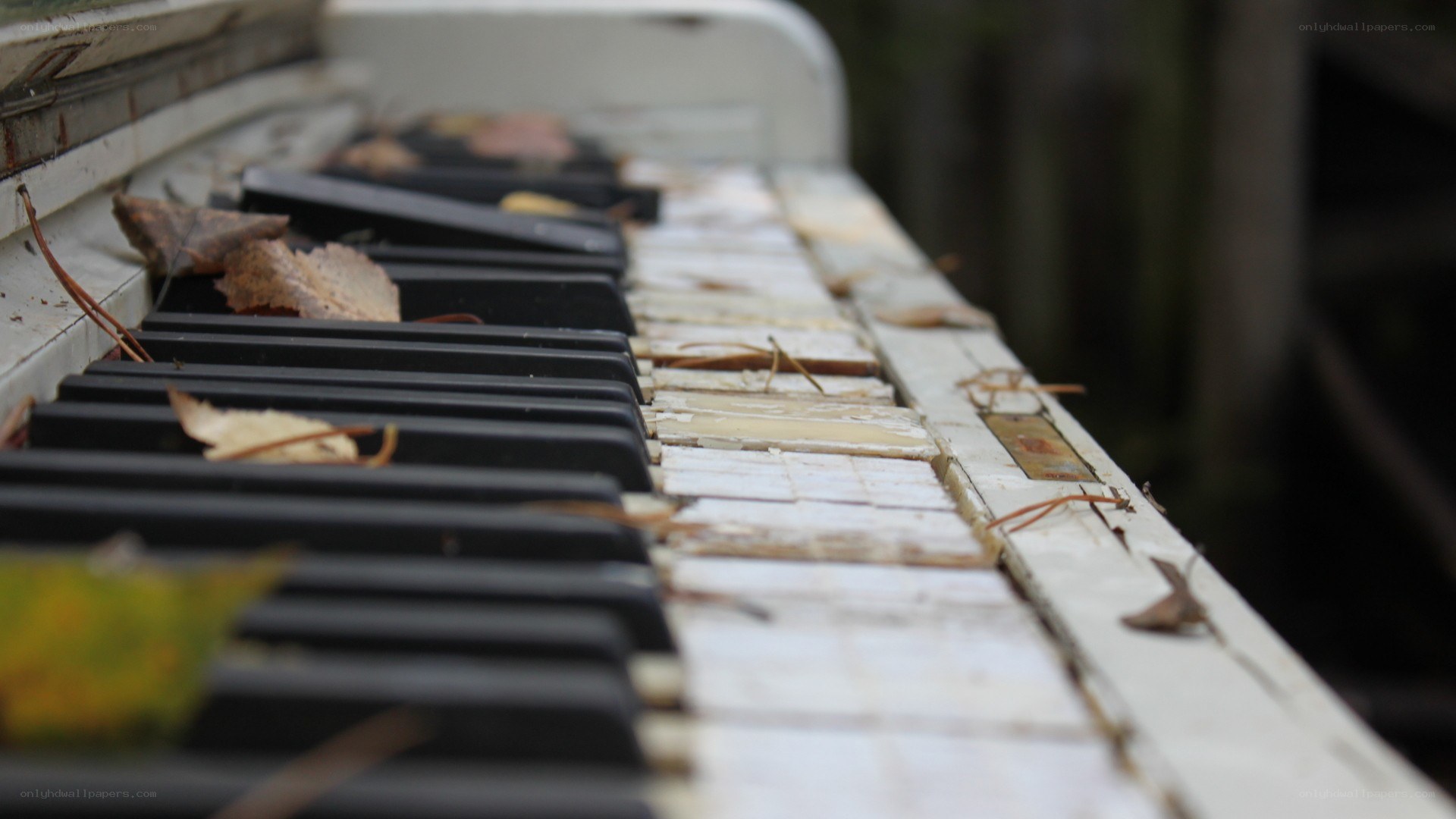 abandoned piano with leaves