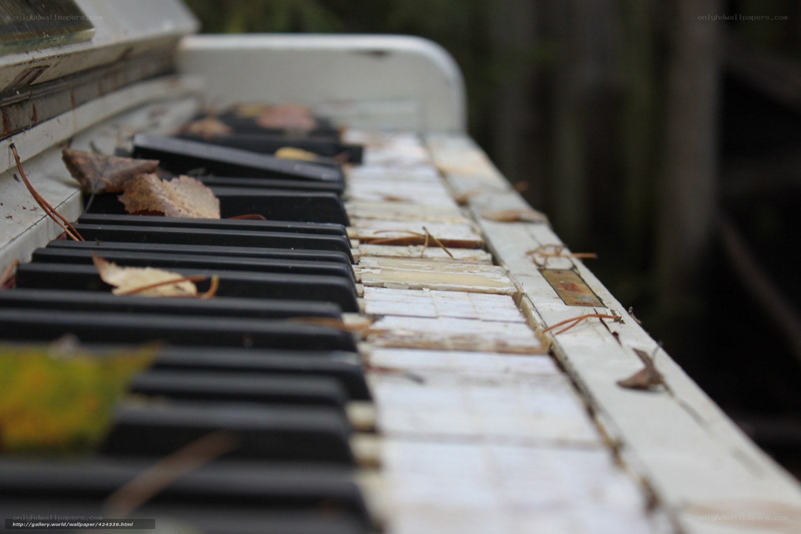 abandoned piano with leaves