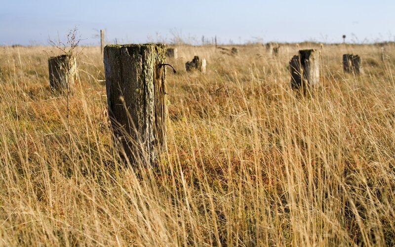 abandoned posts in a field