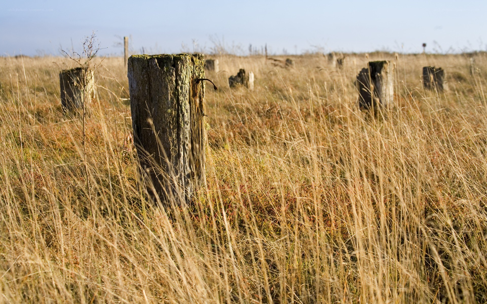 abandoned posts in a field