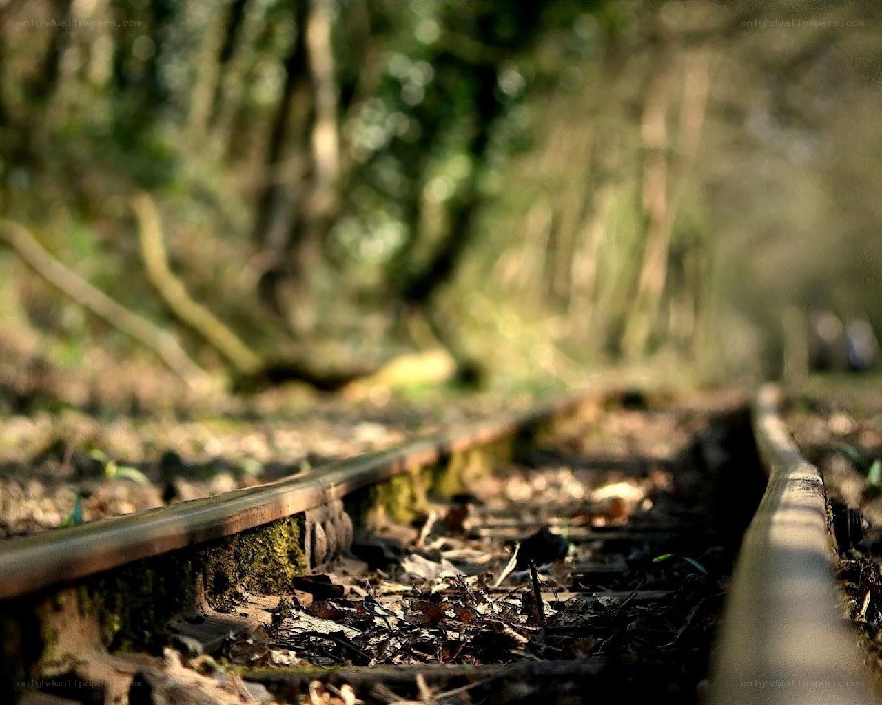 abandoned railway in forest