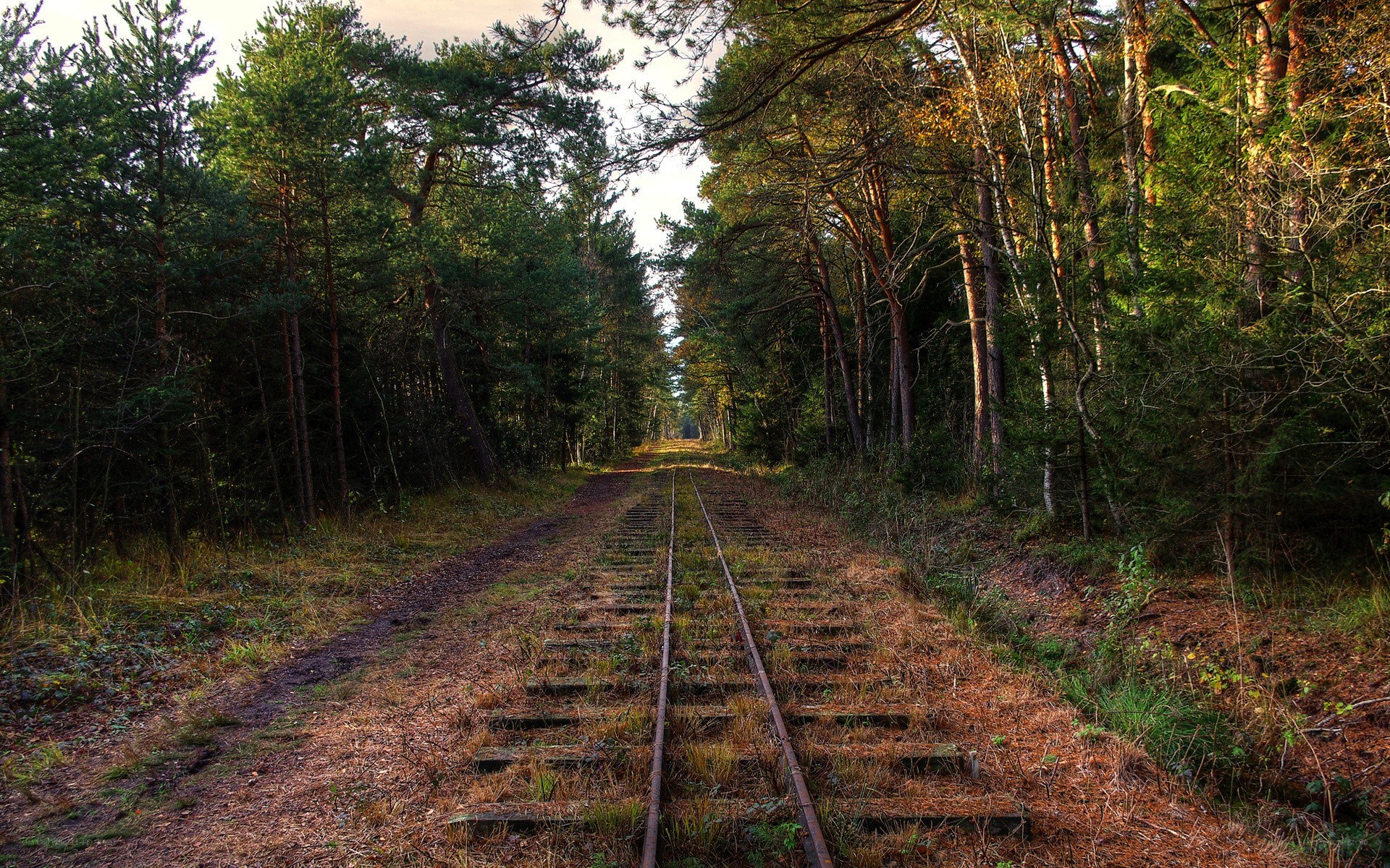 Abandoned railway in forest