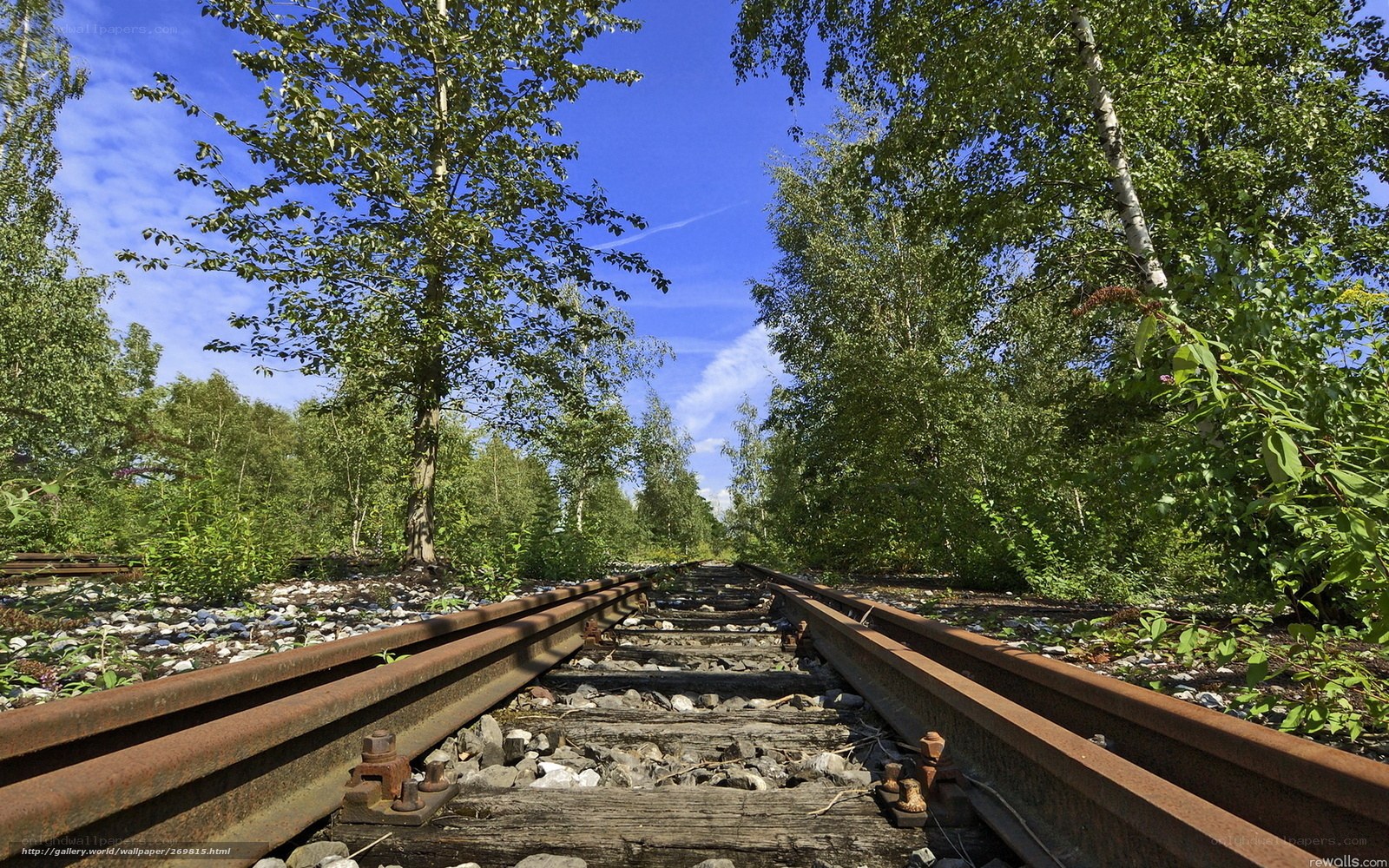abandoned railway in forest