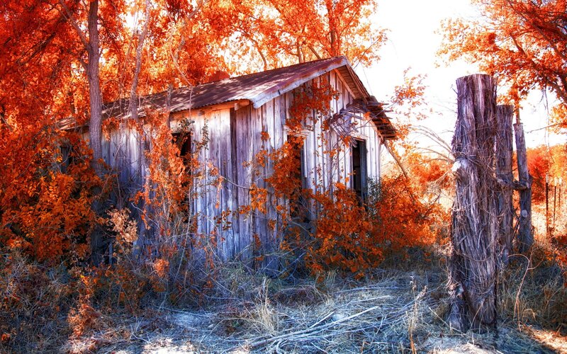 Abandoned Shed in Autumn — Orange