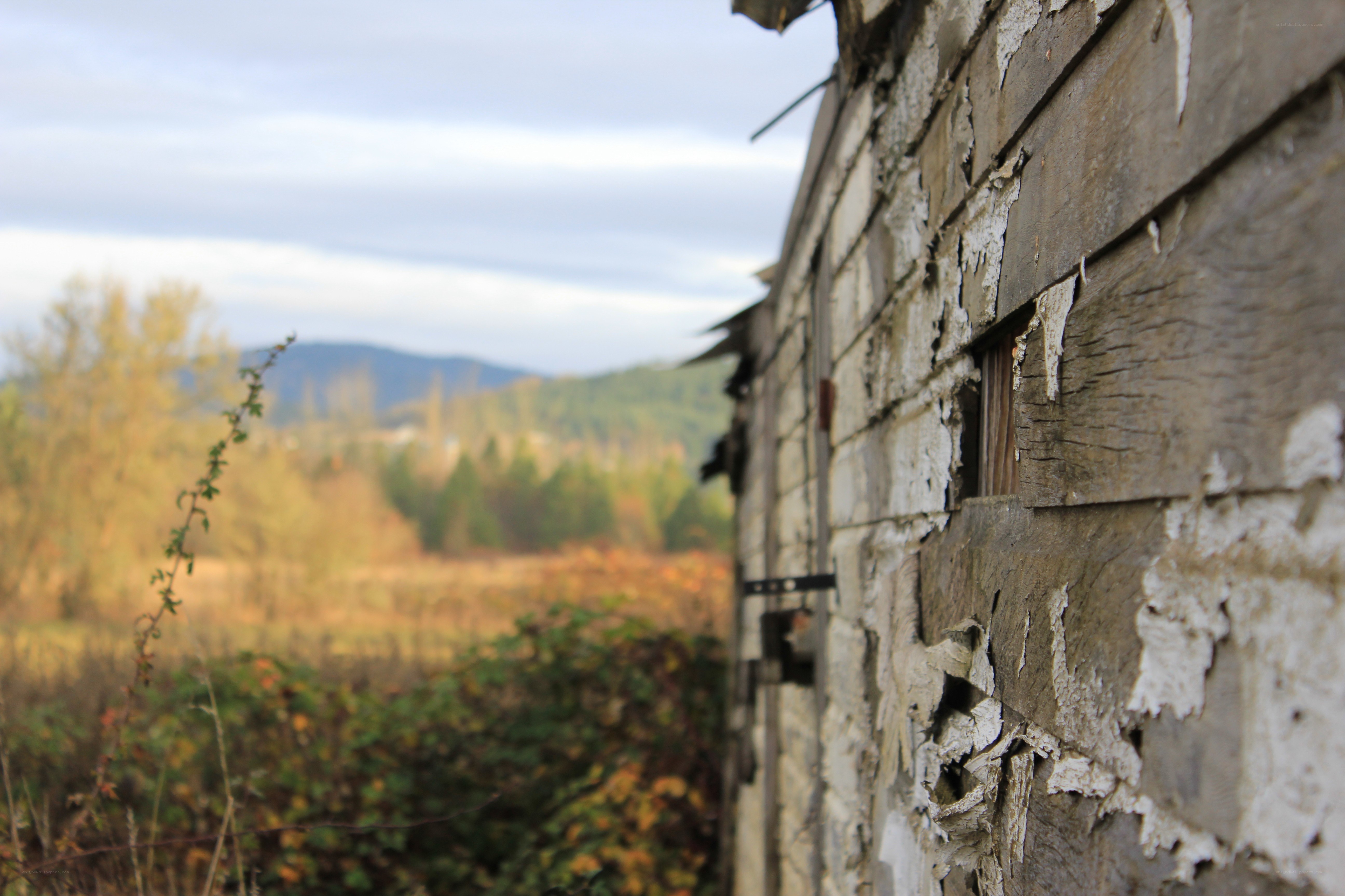abandoned shed in autumn