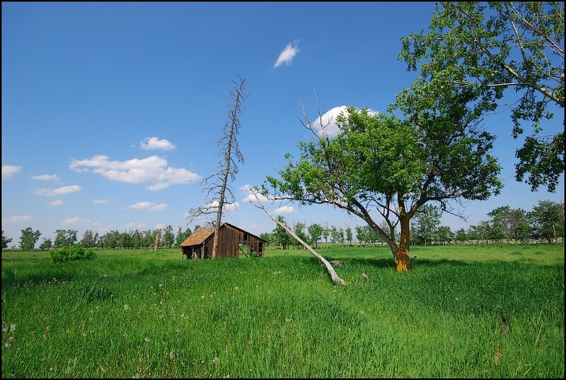 Abandoned Shed in Field