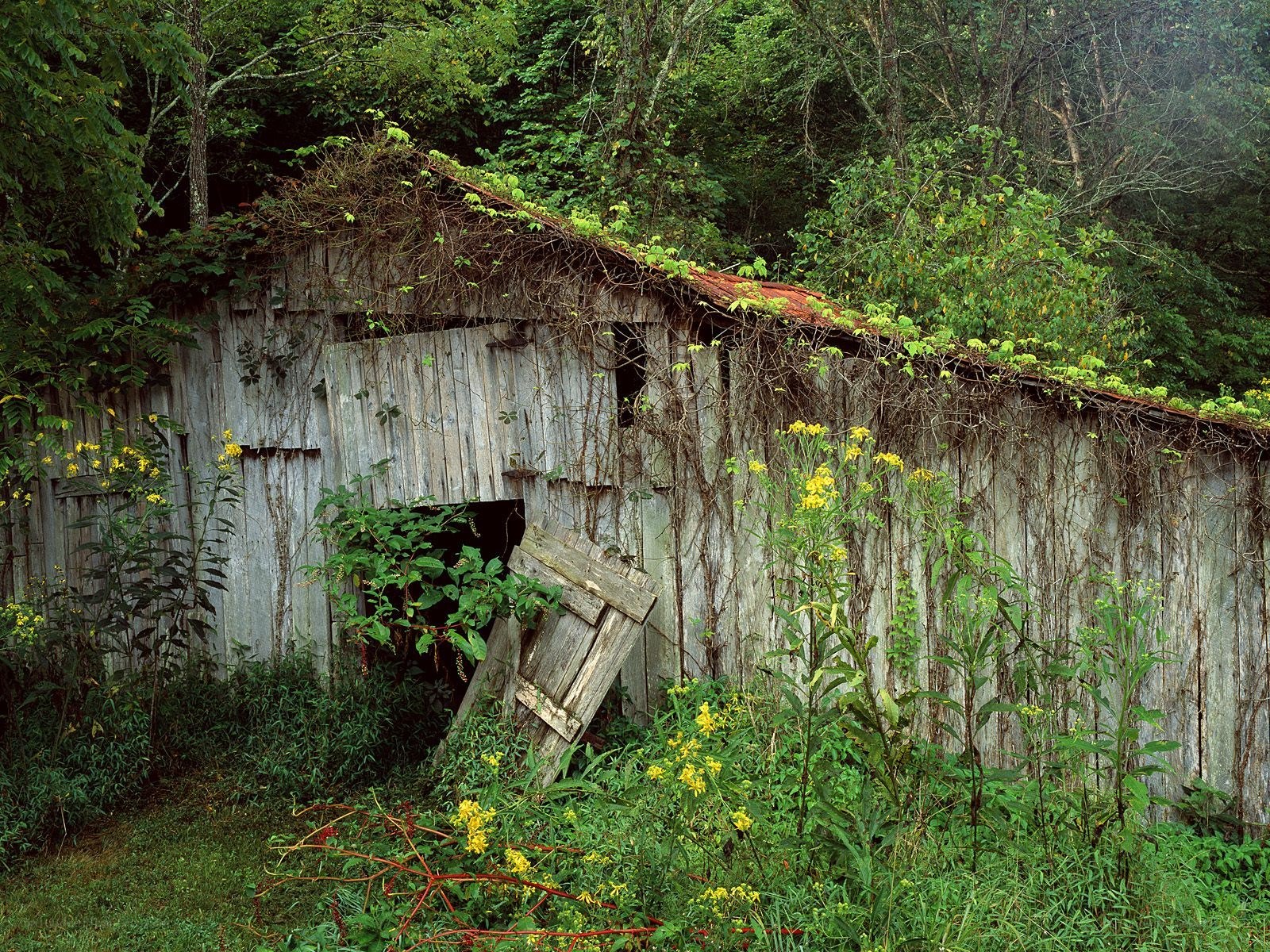 Abandoned shed in forest
