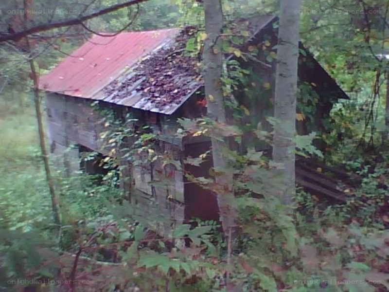 abandoned shed in forest