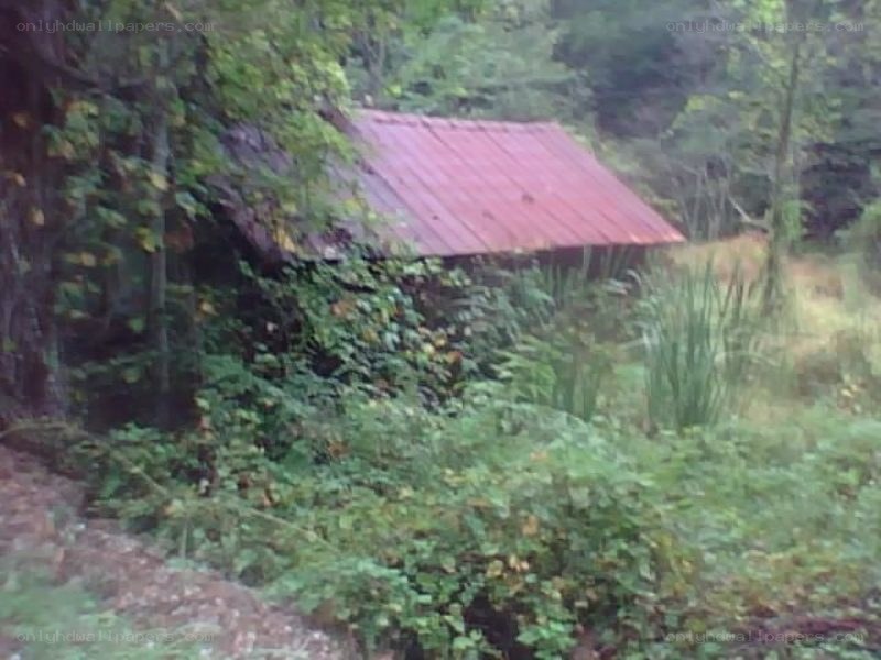abandoned shed in forest