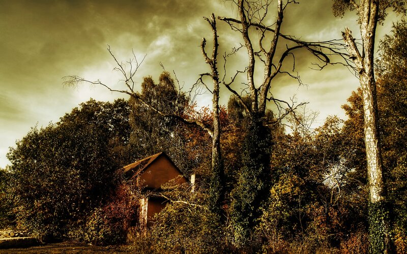 Abandoned Shed in Forest — Brown, Dramatic