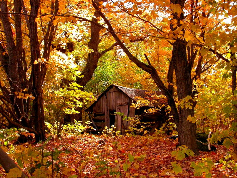Abandoned Shed in Forest — Yellow, Serene