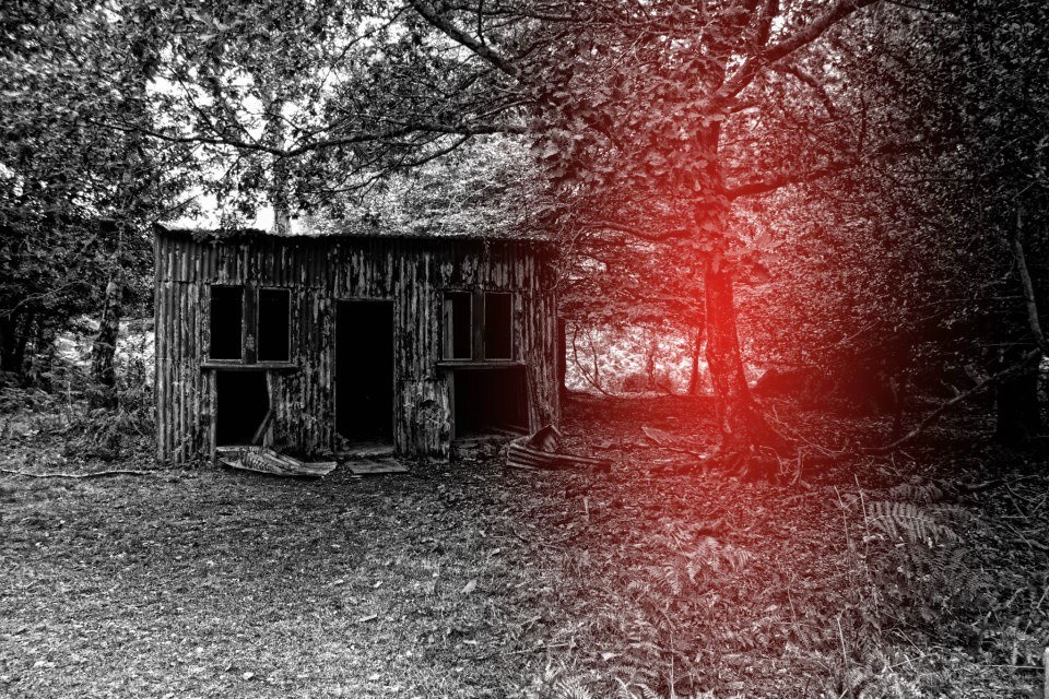abandoned shed in forest