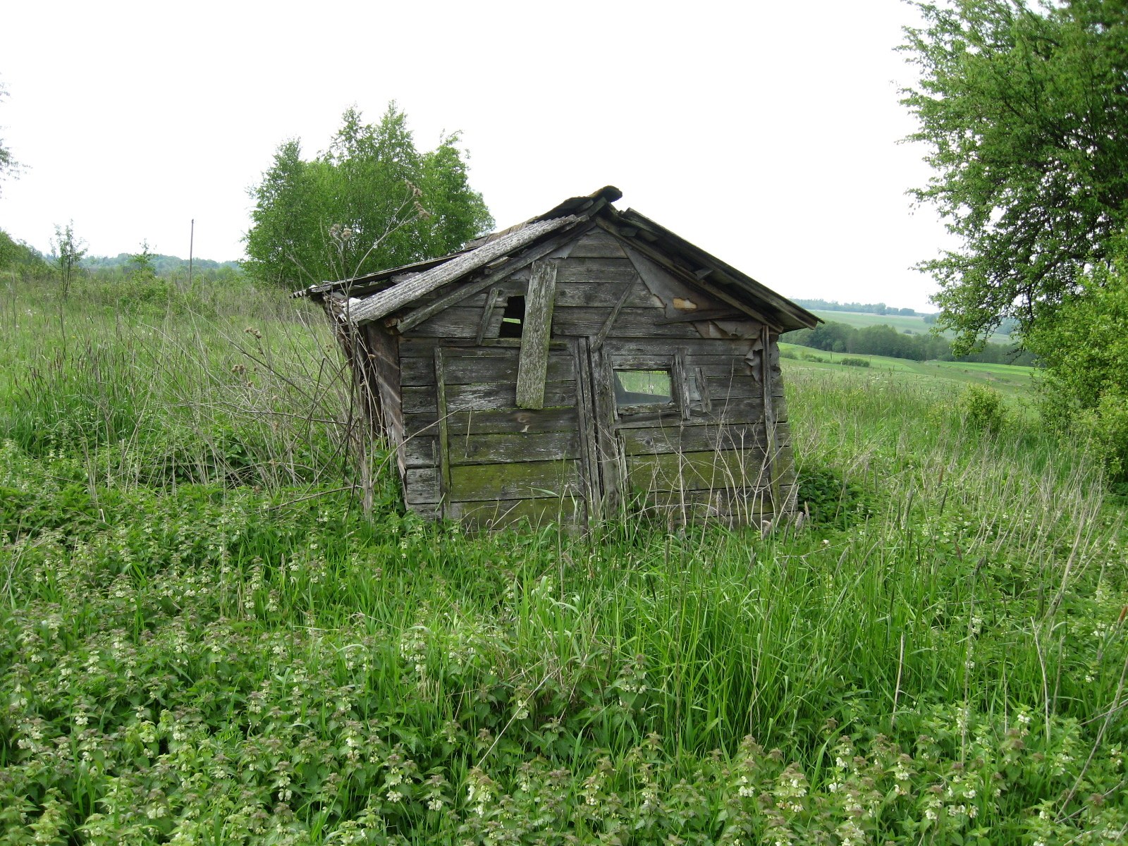 Abandoned shed in overgrown field