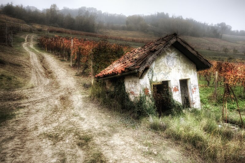 Abandoned Shed in Vineyard