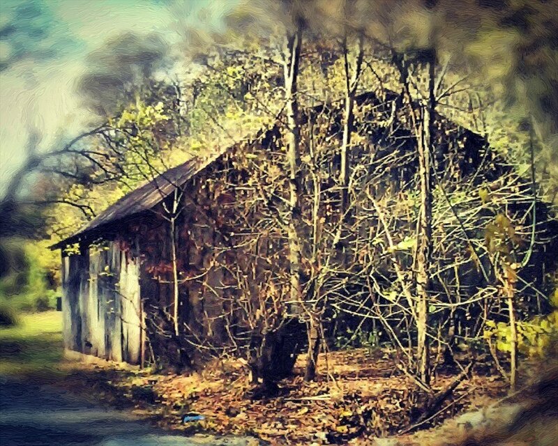 Abandoned Shed in Woods — Brown, Overgrown