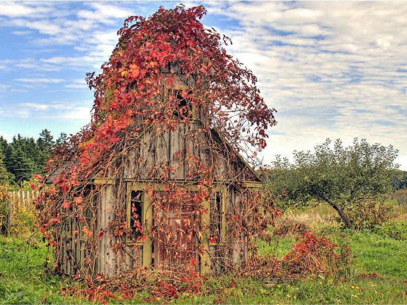 Abandoned shed with autumn vines
