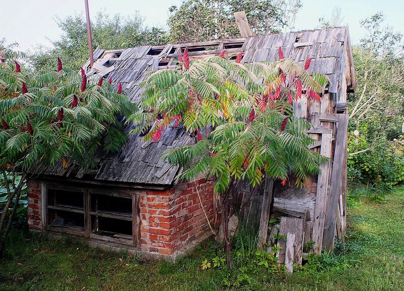 Abandoned Shed with Plants