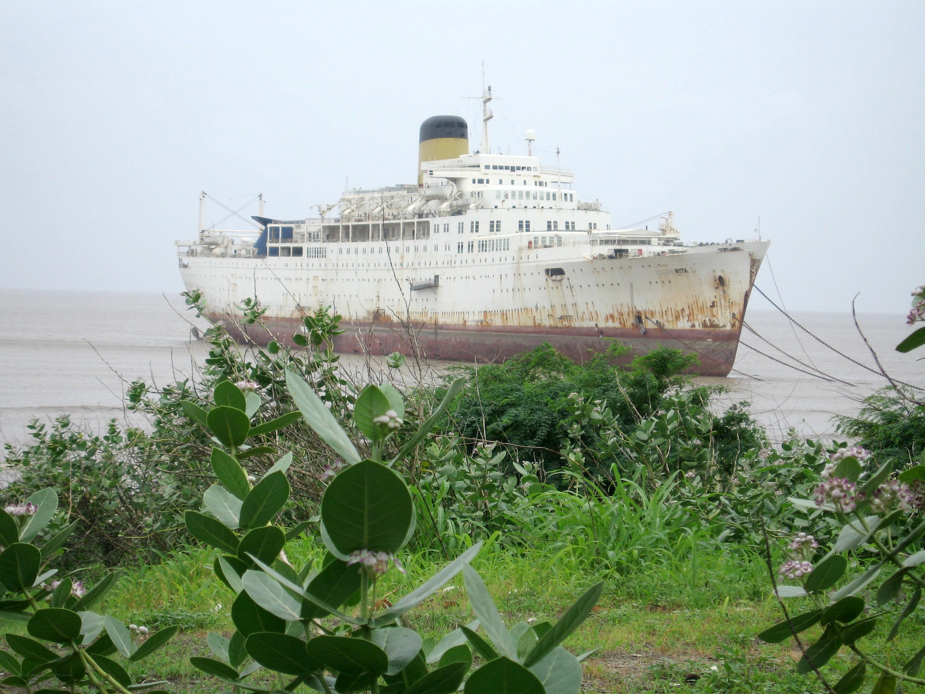 Abandoned ship in overgrown harbor
