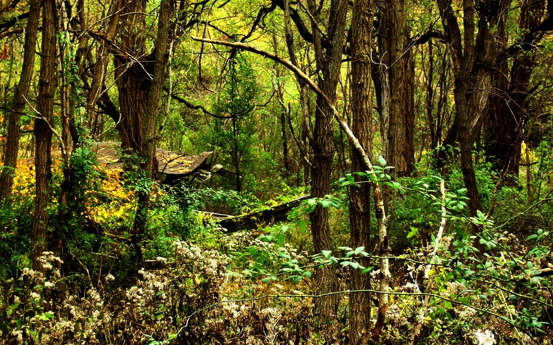 Abandoned structure in forest
