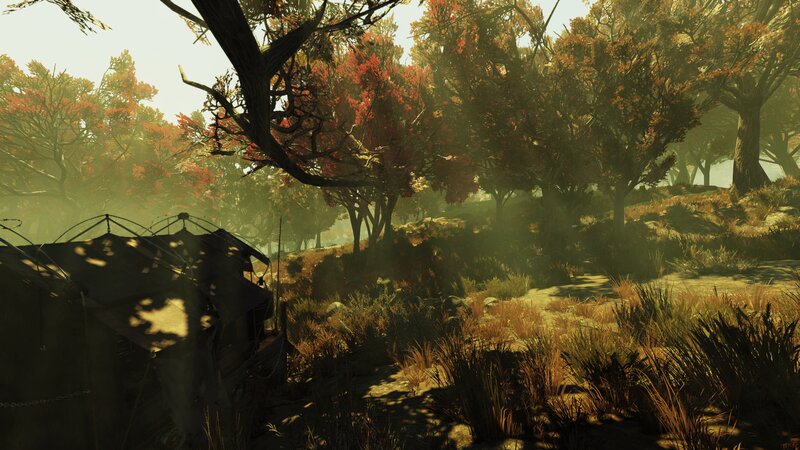 Abandoned Tent in Forest
