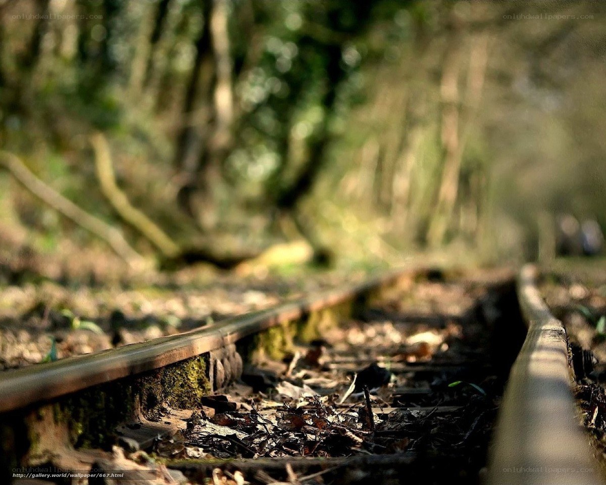 abandoned train track in forest