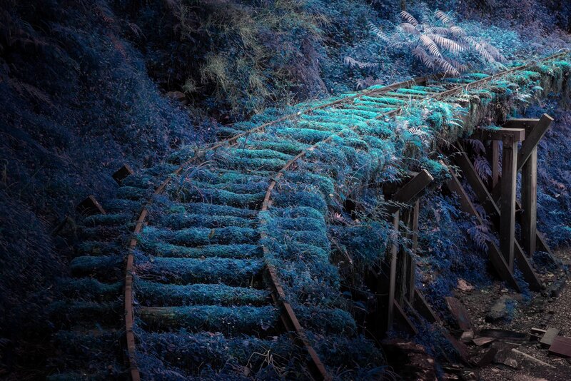 Abandoned Train Tracks — Blue, Overgrown