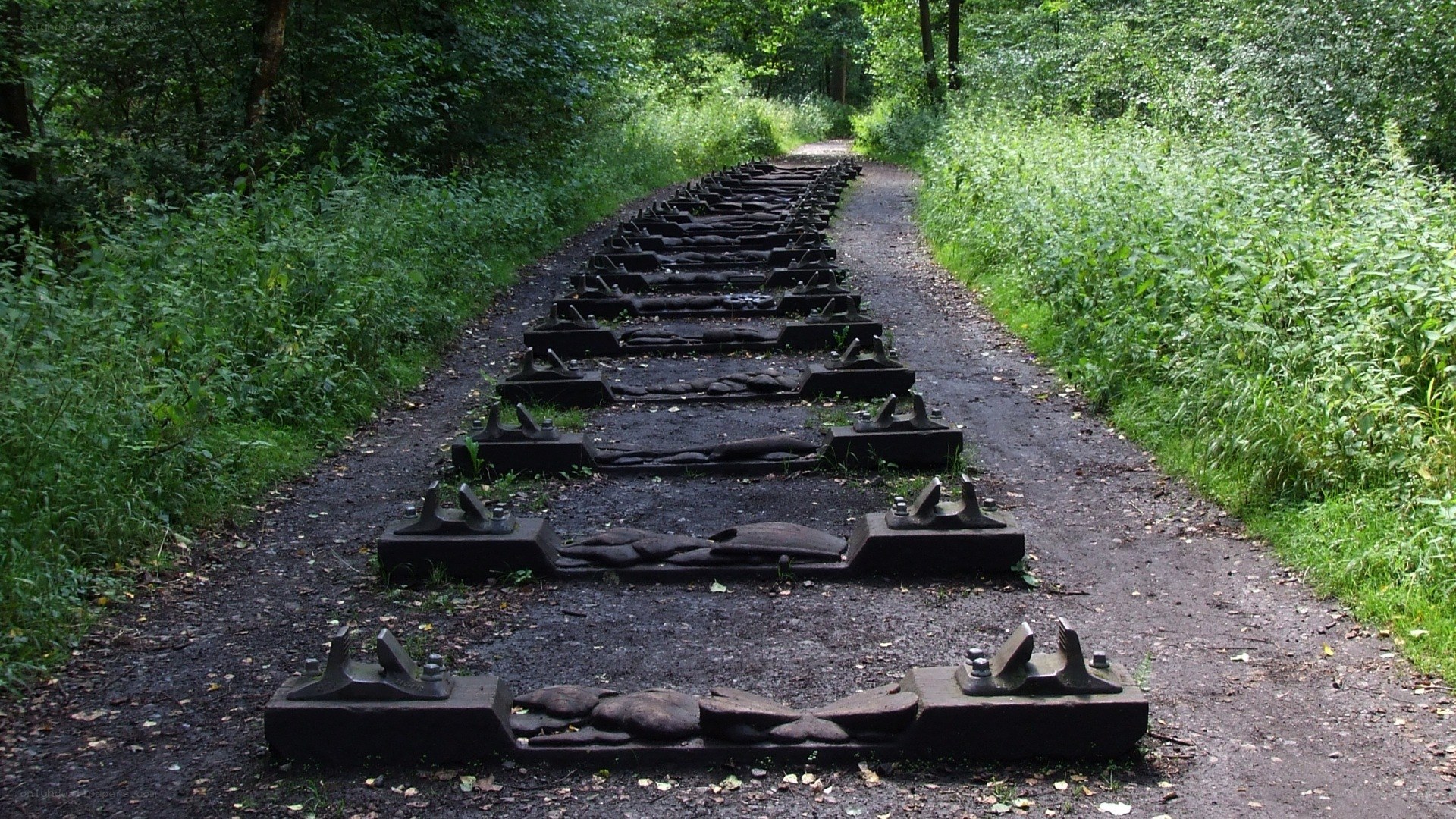 Abandoned train tracks in forest