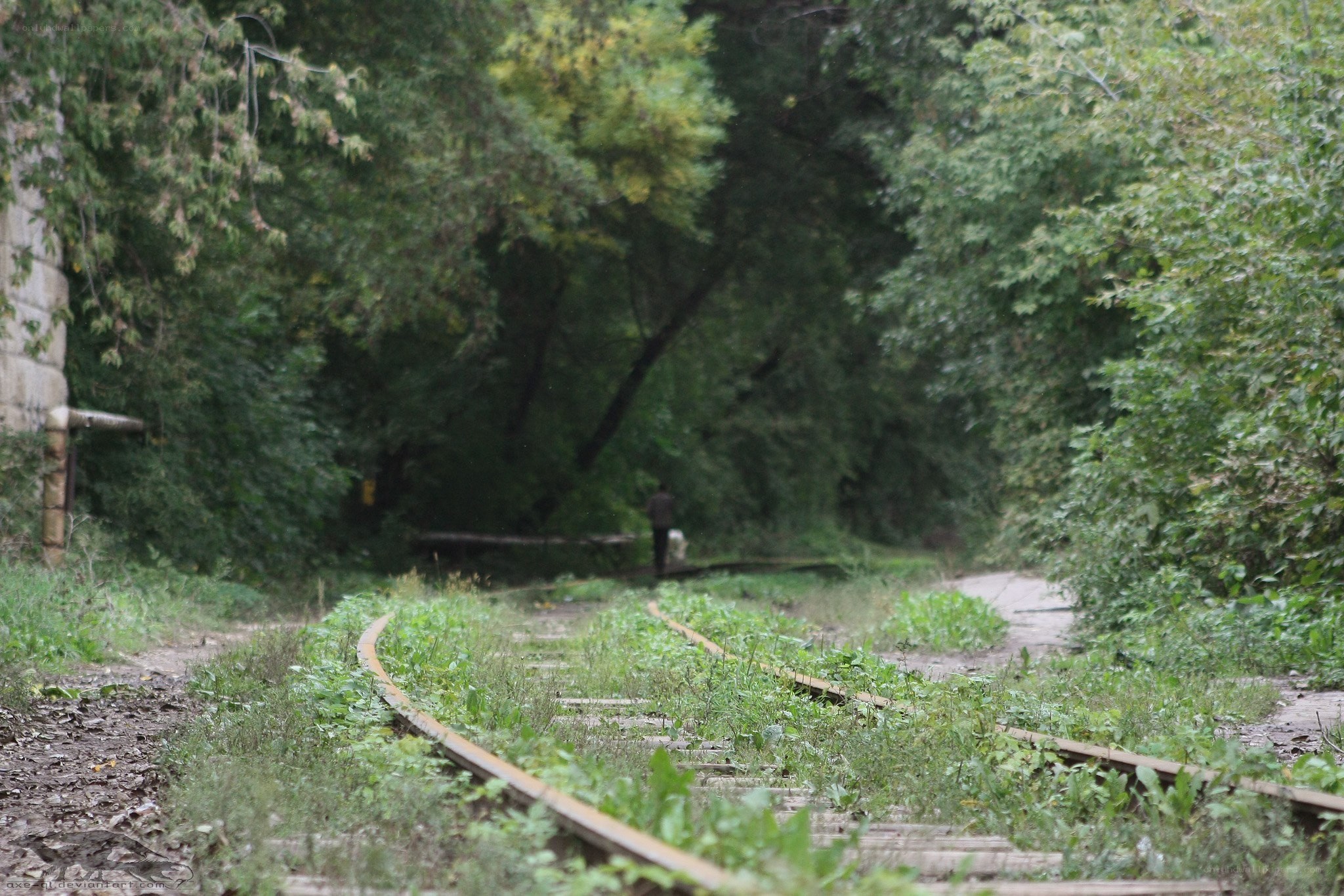abandoned train tracks in forest