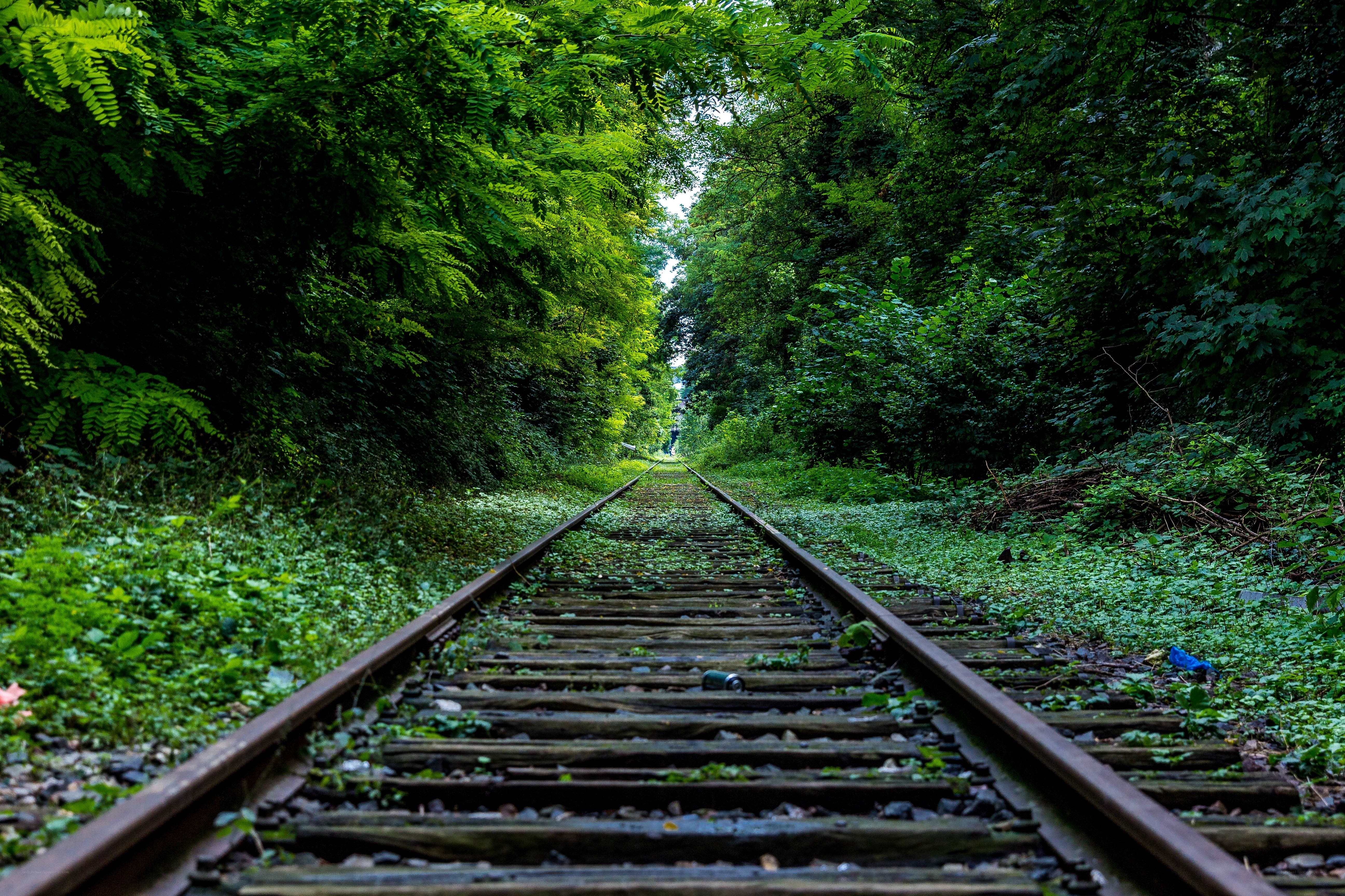 abandoned train tracks in forest