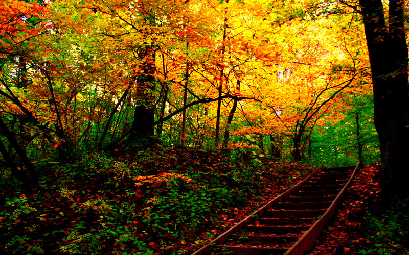 Abandoned Train Tracks — Yellow