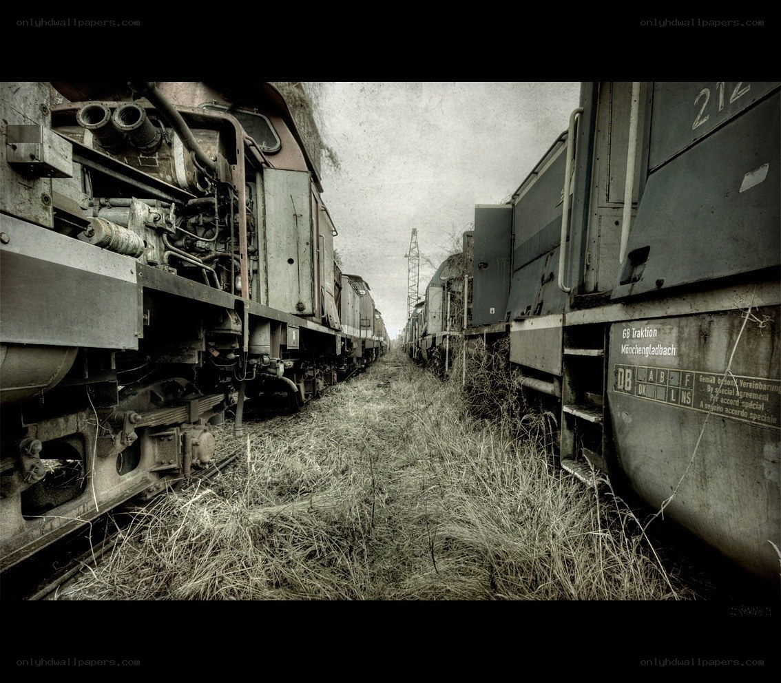 abandoned trains in overgrown yard