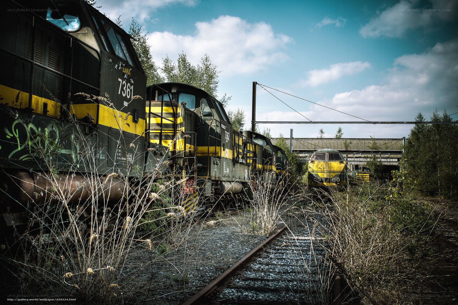 Abandoned trains in overgrown yard