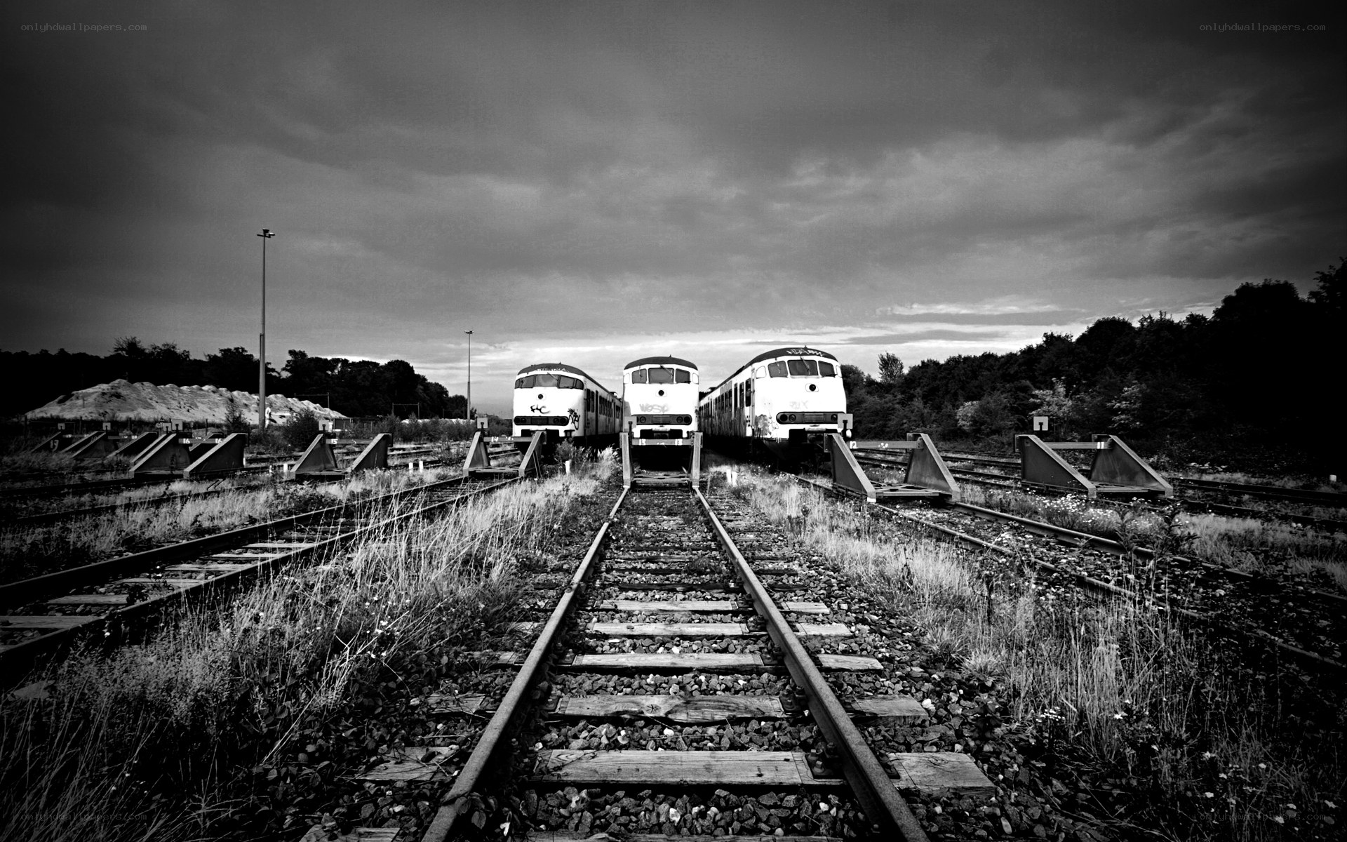 Abandoned trains on overgrown tracks
