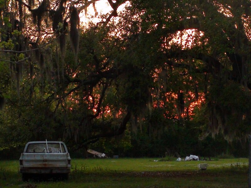 Abandoned Truck under Trees
