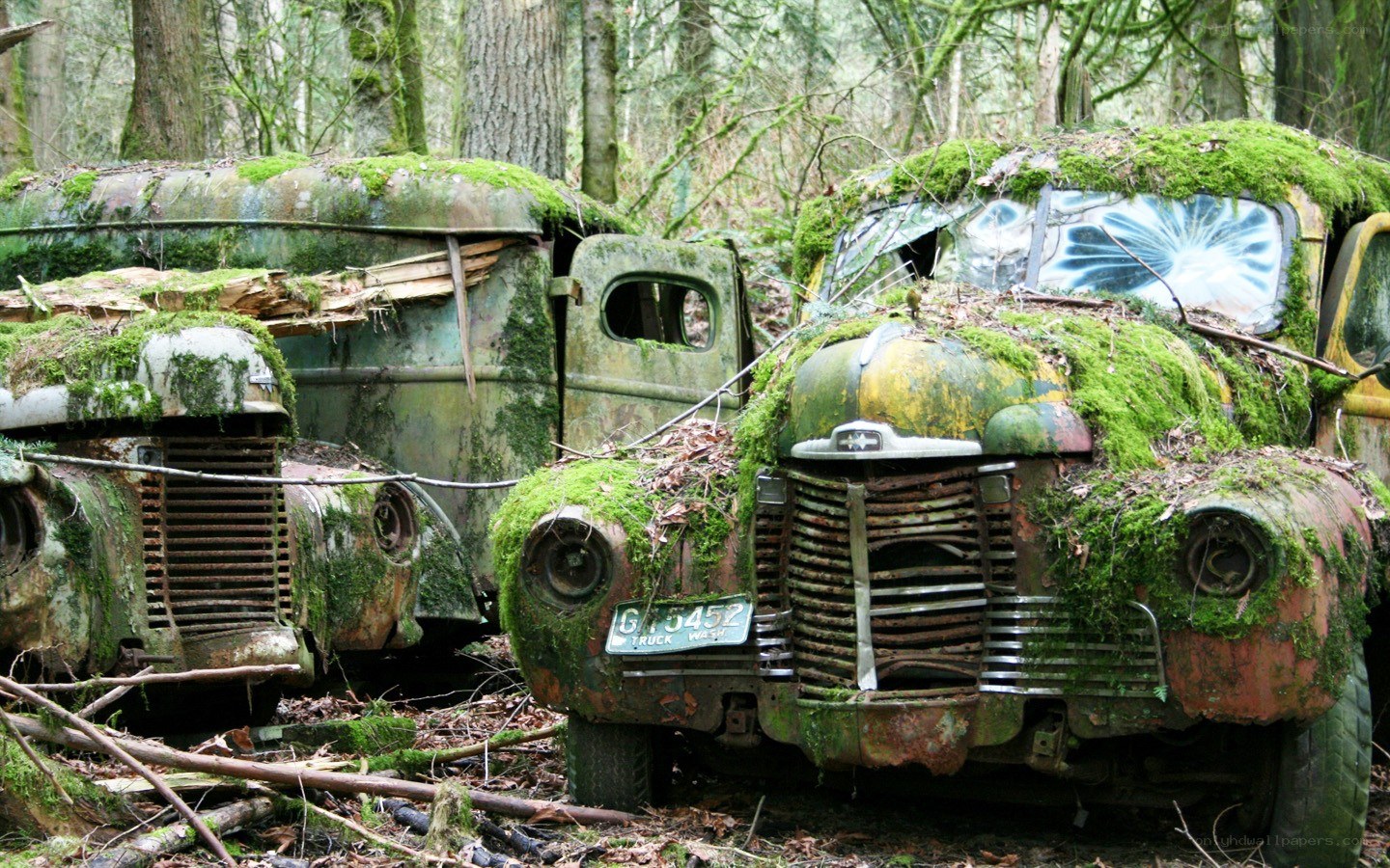 abandoned trucks in forest