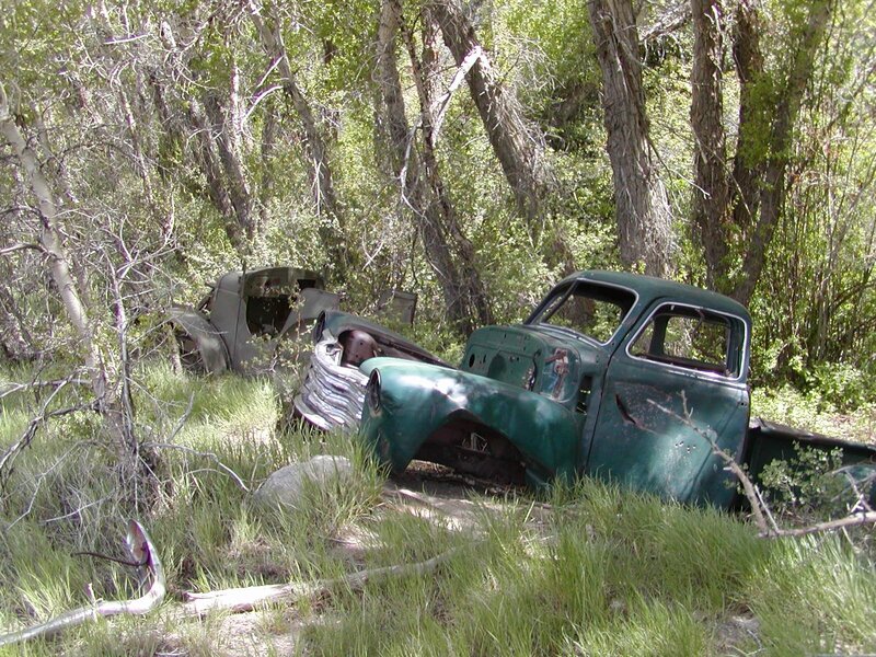 Abandoned trucks in forest