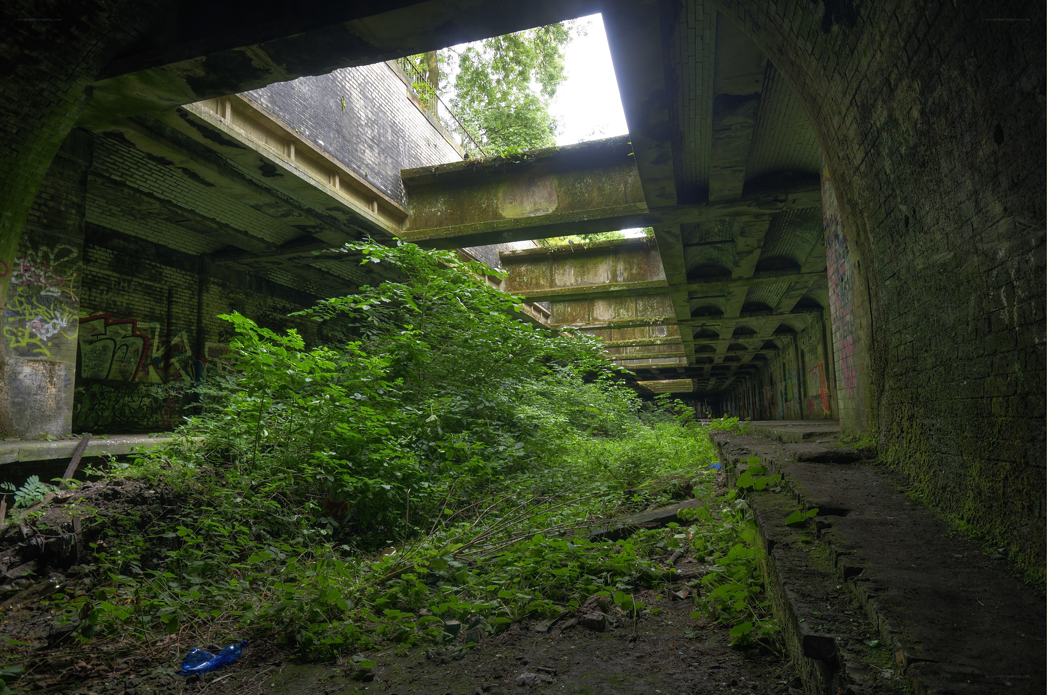 Abandoned tunnel overgrowth