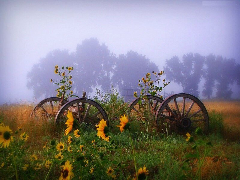 Abandoned Wagon Wheels