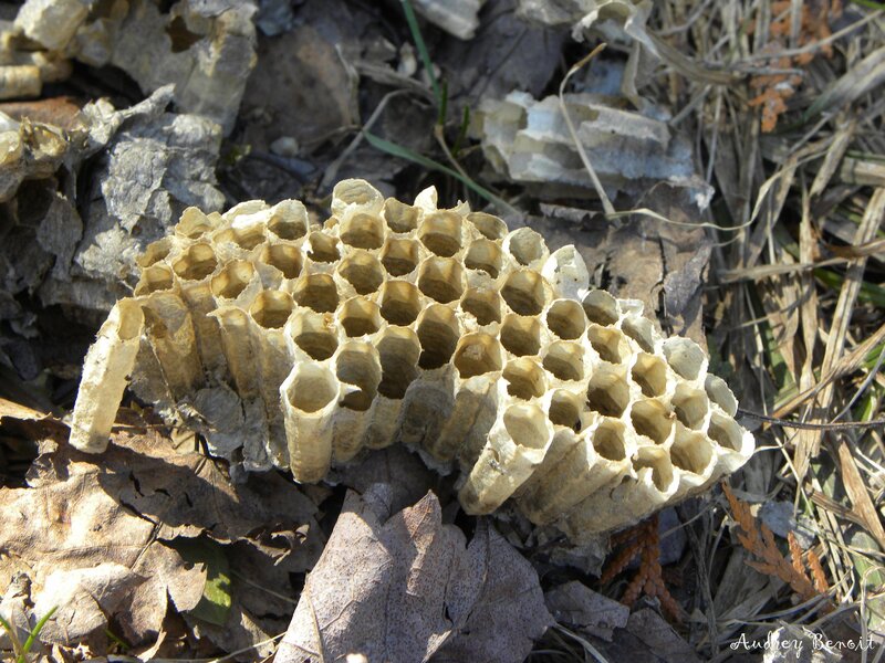 abandoned wasp nest