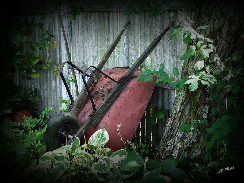Abandoned wheelbarrow in garden
