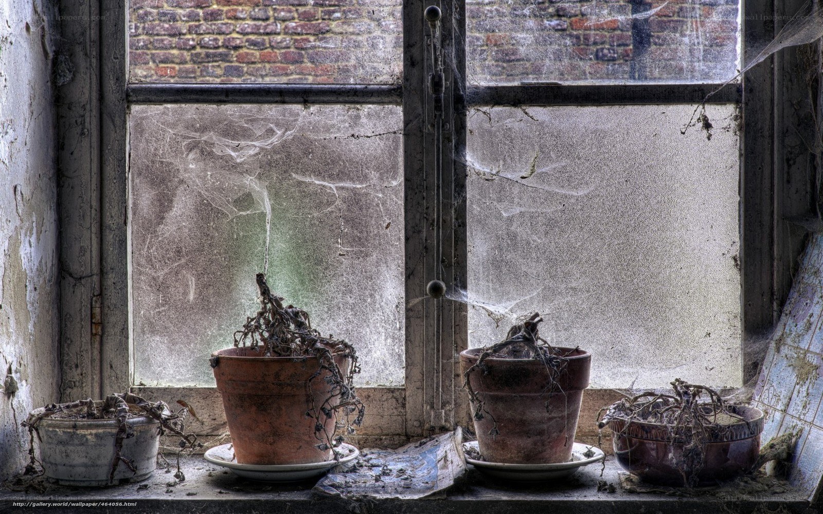 abandoned window with dead plants