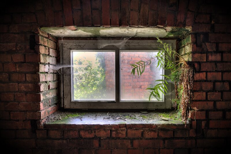 Abandoned Window with Fern