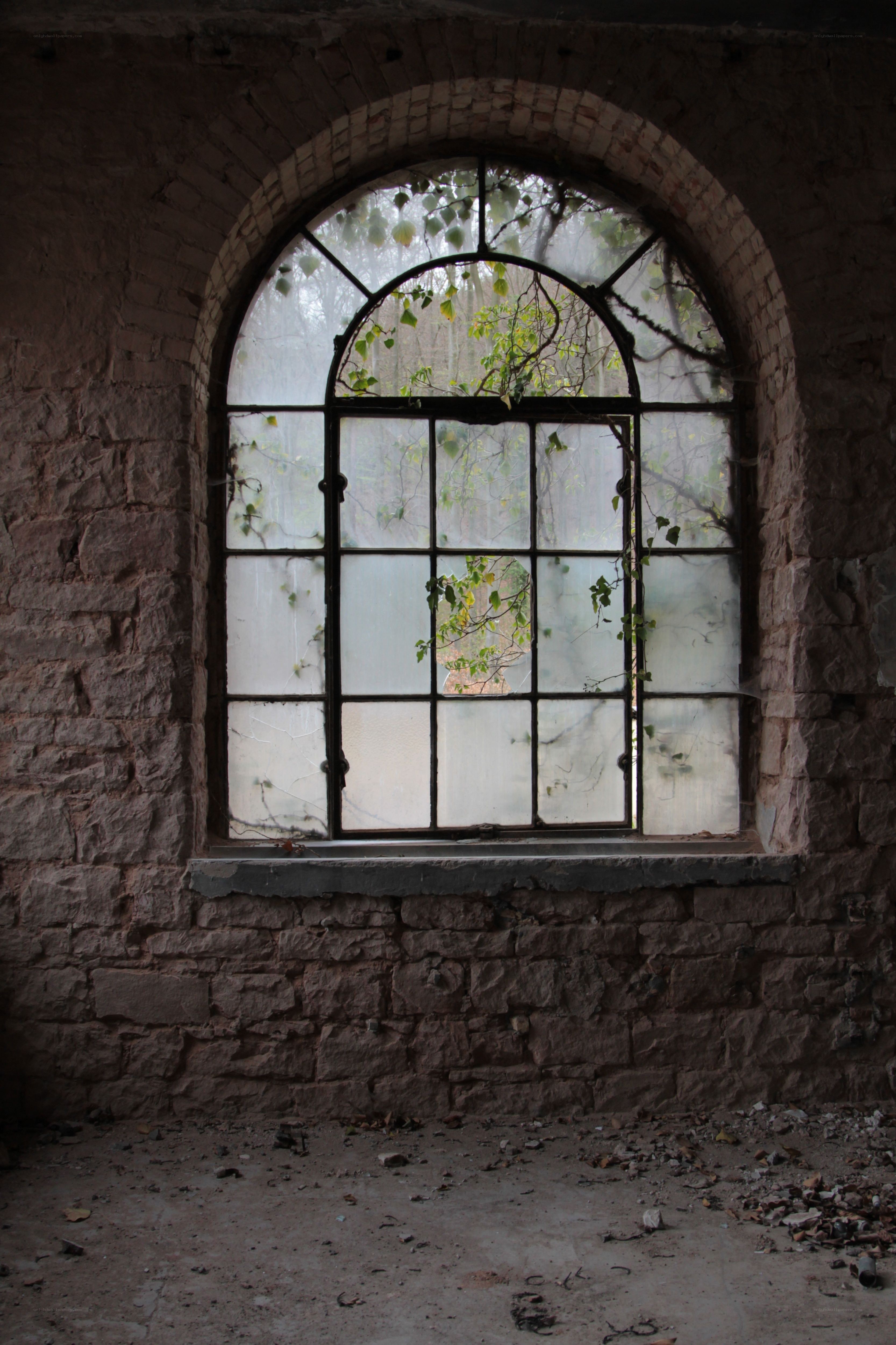 abandoned window with vines