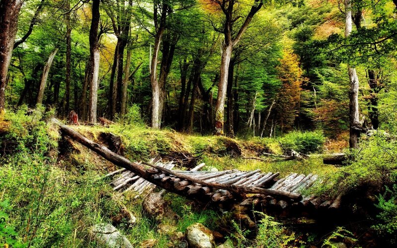 Abandoned wooden bridge in forest
